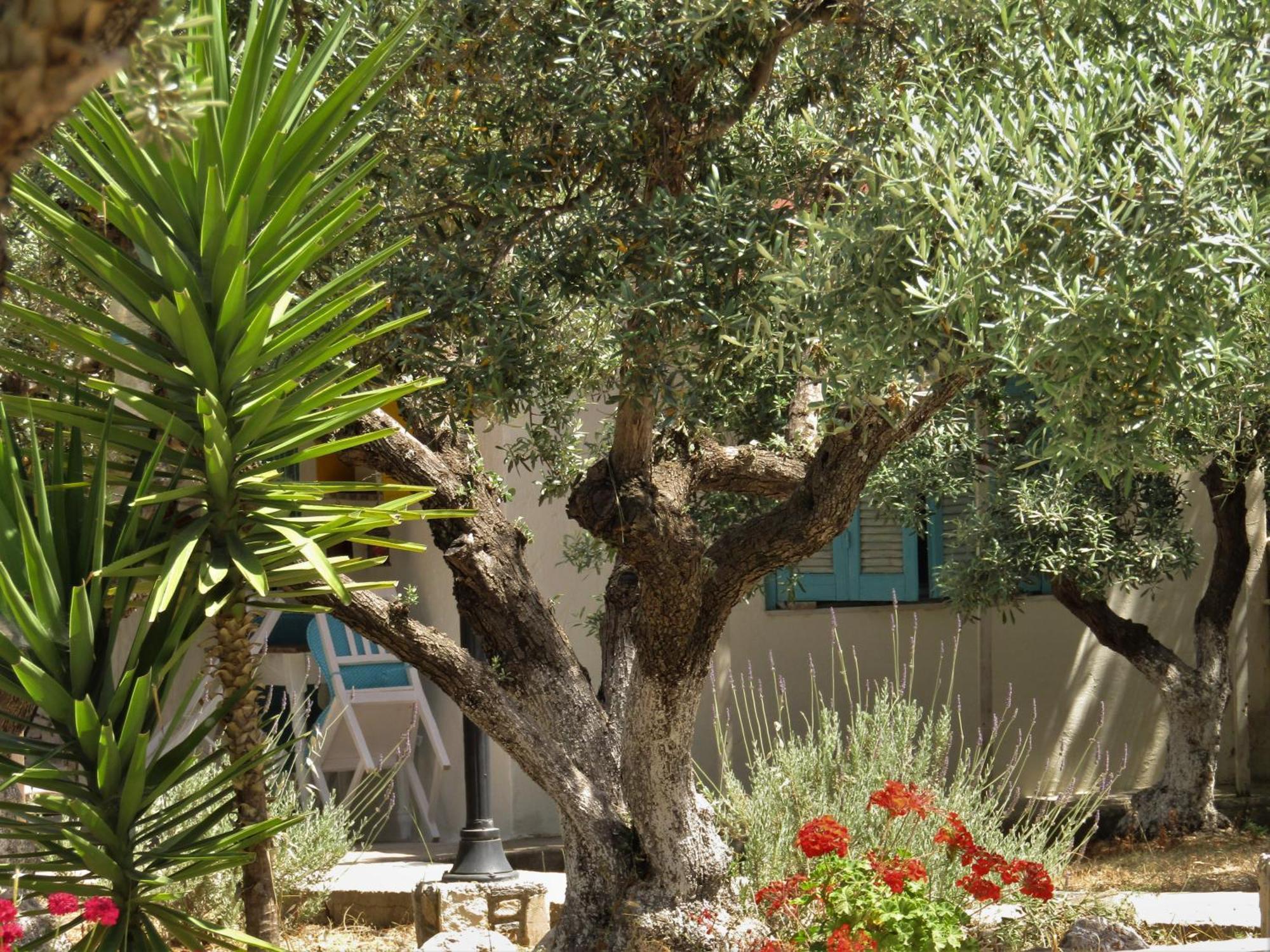 Asklipion Valley Guest House Kos Extérieur photo